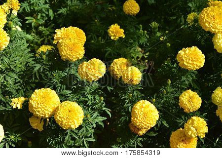 background of yellow flowers bright yellow marigolds with green foliage