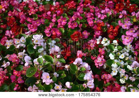 background of white, pink and red impatiens flowers