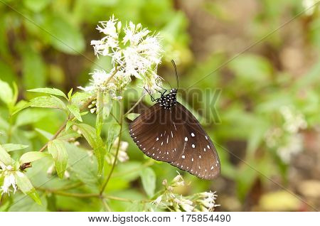 Male Striped Blue Crow (Euploea mulciber mulciber) on Austroeupotarium inulifolium