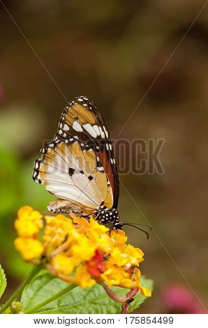 Female Plain tiger butterfly (Danaus chrysippus form alcippoides) on Lantana Camara