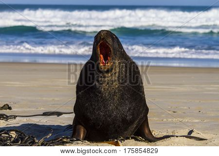 Fur seal on the beach of the sea. New Zealand