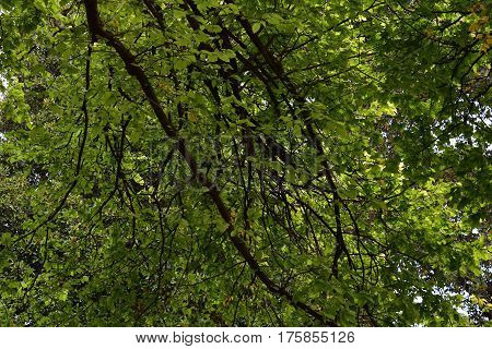 background tree branch with new green foliage