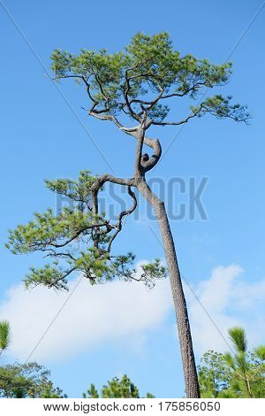 Merkus Pine