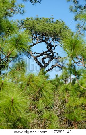 Merkus Pine