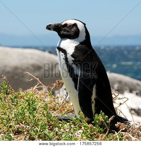 penquin on beach Boulders South Africa coast