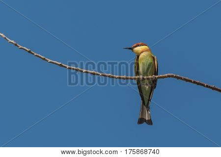 Chestnut-headed bee-eater looking for prey sitting on a branch