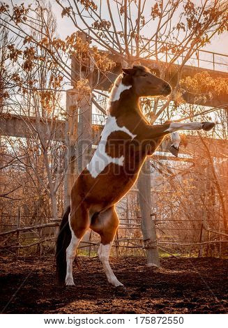 Beautiful piebald horse closeup in the walking open-air cage, nice sunny day. The horse rose on its hind legs.  