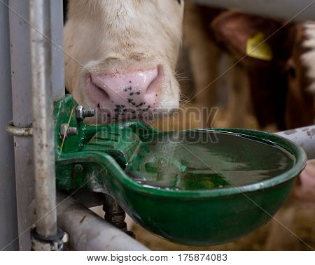 Cow With Watering Bowl