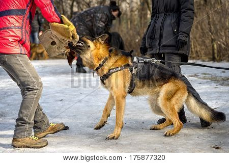 Police Shepherd Dog Attacks And Bites During The Training Cource