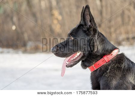 belgian shepherd Groenendael profile portrait against winter forest
