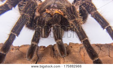 Closeup of danger mexican spider (brachypelma albopilosum)