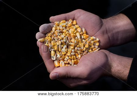 Corn Grains In Peasant's Hands