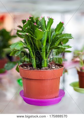 Flower Schlumbergera (Zygocactus) in a flower pot. Small lilac flowers.