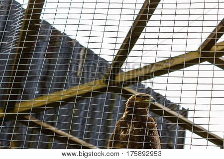 bird eagle imprisoned and captures behind metallic bars