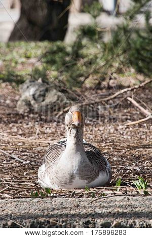 Grey Goose Standing in Backyard Naturally. Greylag goose in the meadow.