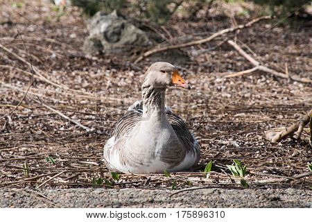 Grey Goose Standing in Backyard Naturally. Greylag goose in the meadow.
