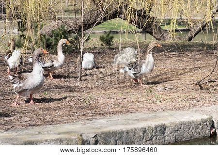 Grey Goose Standing in Backyard Naturally. Greylag goose in the meadow.