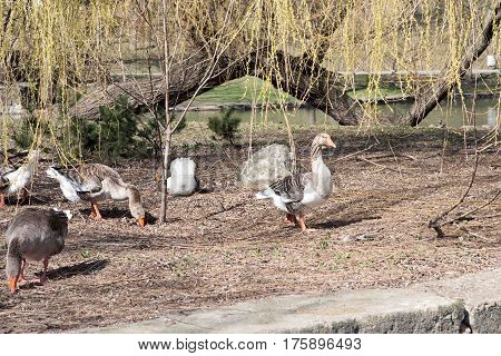 Grey Goose Standing in Backyard Naturally. Greylag goose in the meadow.
