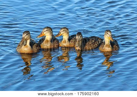 Black ducks on a pond in a Cape May Point NJ sanctuary.