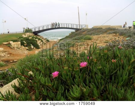 Bridge