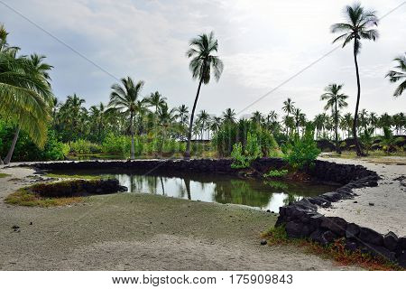 Coconut Palm Trees On Mixed Sand And Lava Beach, Puuhonua O Honaunau Place Of Refuge National Park,