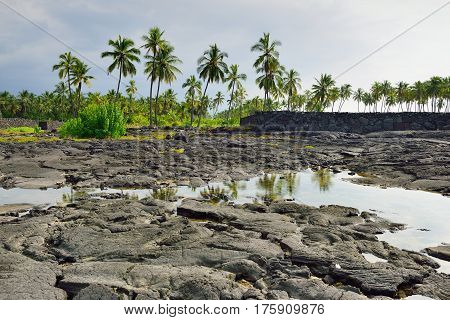 Coconut Palm Trees On Mixed Sand And Lava Beach, Puuhonua O Honaunau Place Of Refuge National Park,