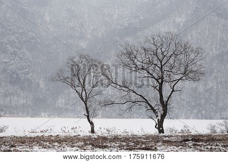 The lonely two tree beside the river in South Korea