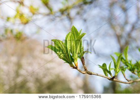 Japanese snowball in spring. Green leaves in spring