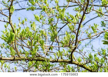 Japanese snowball in spring. Green leaves in spring