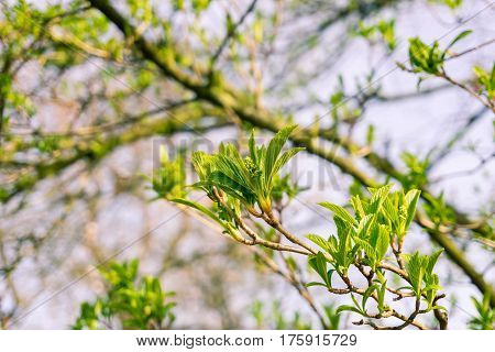 Japanese snowball in spring. Green leaves in spring