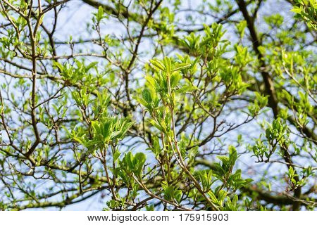 Japanese snowball in spring. Green leaves in spring