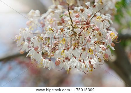 Cassia bakeriana is a medium-sized perennial. Found in the Northeast and North of Thailand