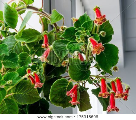 Red Yellow Kohleria Flowers, Green Plant, Close Up