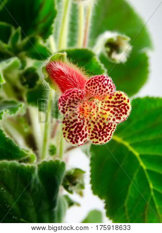 Red Yellow Kohleria Flowers, Green Plant, Close Up