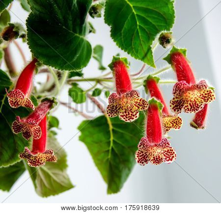Red Yellow Kohleria Flowers, Green Plant, Close Up