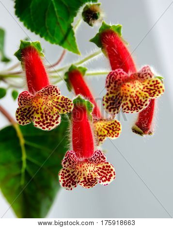 Red Yellow Kohleria Flowers, Green Plant, Close Up