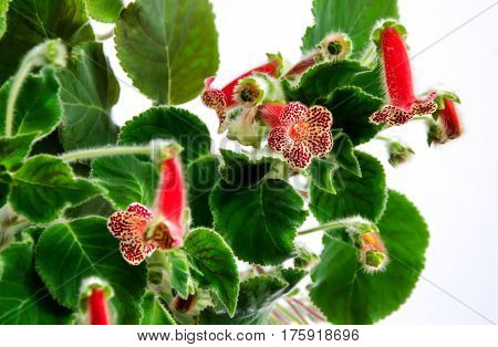 Red Yellow Kohleria Flowers, Green Plant, Close Up