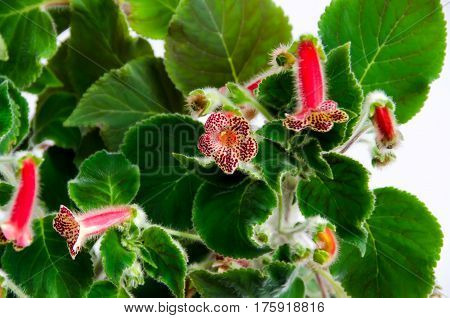 Red Yellow Kohleria Flowers, Green Plant, Close Up