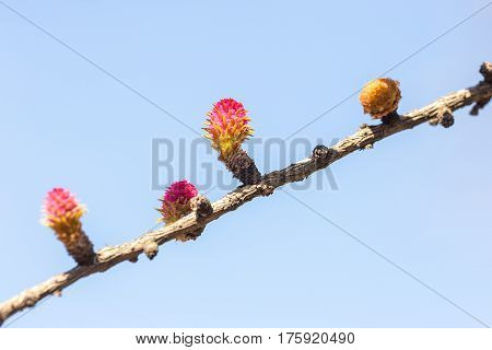 larch branch with buds in spring closeup