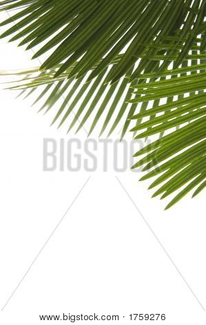 Palm Leaves