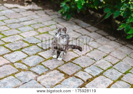 gray striped cat sitting on the pavement