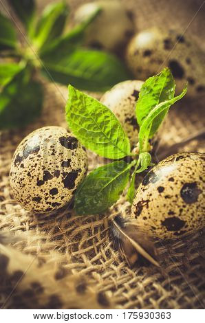 Fresh Organic Quail Eggs and Spring Foliage on Burlap. Easter composition. Retro Vintage Style stile. Selective Focus.