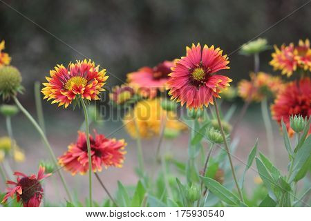 colorful group of daisy flower in the garden