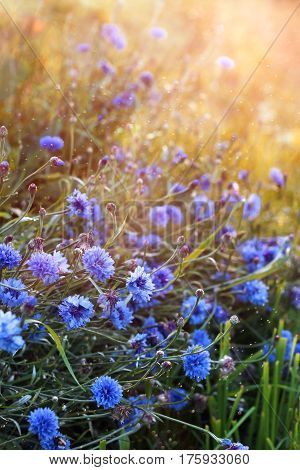 Beautiful blue wild cornflowers blooming on sunset meadow
