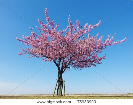 Japan pink cherry blossoms tree and blue sky on spring season.