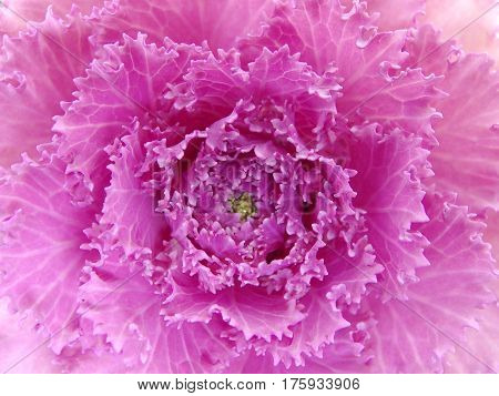 close up on a freshness pink cabbage flower.