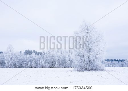 Icy cold winter in the forest. Frosty wood and ground. Freeze temperatures in nature. Snowy natural environment. Trees snow and sky.