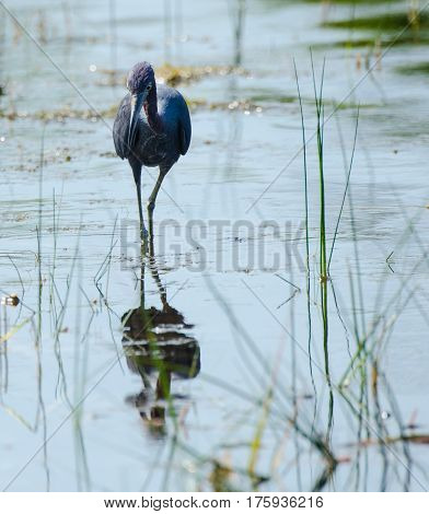 A little blue heron wading in a marshy pond with its reflection as it walks toward the camera