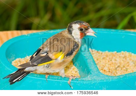 Lonely Japanese amadinas sitting on a feedbox.