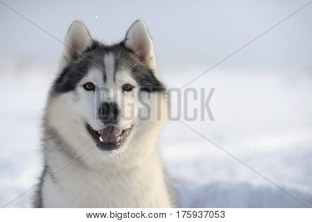 Beautiful dog breed of Siberian husky looks closely